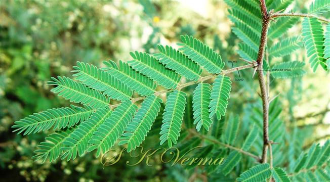  Leaf with 7  pairs of pinnae